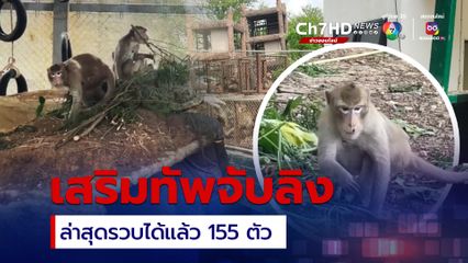 ลิงลพบุรีมีหนาว อุทยานฯ ระดมกำลังเสริมทัพจับลิง ล่าสุดรวบแล้ว 155 ตัว
