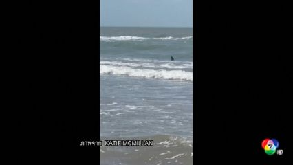 พบฉลามว่ายน้ำใกล้ชายฝั่งสหรัฐฯ