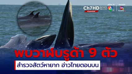 สำรวจสัตว์ทะเลหายากและใกล้สูญพันธุ์ อ่าวไทยตอนบนพบวาฬบรูด้า 9 ตัว