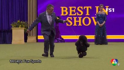 เจ้าเซจ สุนัขพุดเดิลสีดำ ชนะการแข่งขันประกวดสุนัขเวสต์มินสเตอร์