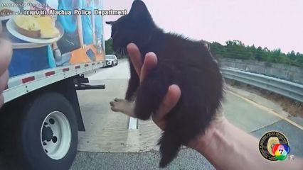 ตำรวจสหรัฐฯ ช่วยเหลือ ลูกแมว บนทางหลวงในรัฐฟลอริดา