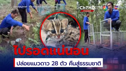 สถานีเพาะเลี้ยงสัตว์ป่าขอนแก่น ปล่อยแมวดาว 28 ตัว คืนสู่ธรรมชาติ