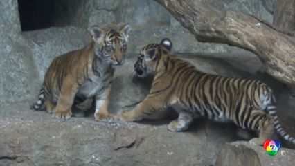สวนสัตว์เยอรมนีเผยชื่อลูกเสือสุมาตราแฝด