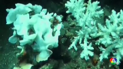 อุณหภูมิน้ำทะเลสูงทำปะการังฟอกขาว นอกชายฝั่งบาหลี