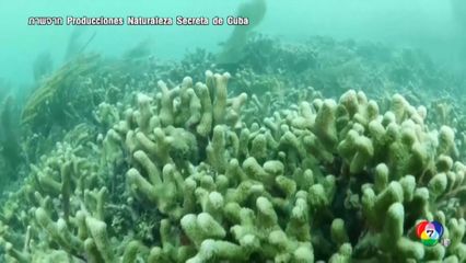 NOAA เผยปะการังกว่า 60 เปอร์เซนต์ทั่วโลกฟอกขาวรุนแรง