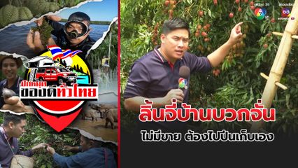 ปักหมุดของดีทั่วไทย : ชวนชิม ลิ้นจี่บ้านบวกจั่น ไม่มีขาย ต้องไปปีนเก็บเอง