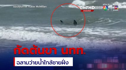 ฉลามว่ายใกล้ชายฝั่งกัดต้นขานักท่องเที่ยวบาดเจ็บ