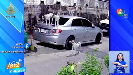 ชาวบ้านเดือดร้อนหนัก สุนัขจรจัดขับถ่ายเต็มถนน-ปีนขึ้นรถเสียหาย