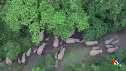 เผยภาพโขลงช้างเอเชีย 42 ตัว เดินเล่นกลางป่าในจีน