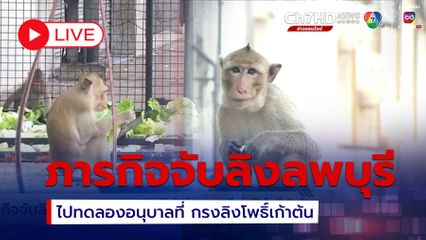 LIVE : เกาะติดภารกิจจับ ลิงลพบุรี ไปทดลองอนุบาลที่ กรงลิงโพธิ์เก้าต้น