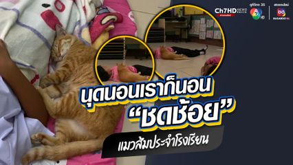 เอ็นดูความขี้เซา "ชดช้อย" แมวส้ม แมวโรงเรียน ชอบนอนกับเด็กนักเรียน