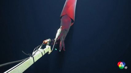 พบหมึกยักษ์น้ำลึกหายาก ในมหาสมุทรแปซิฟิก