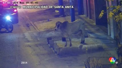 วัวหลุดอาละวาดบนถนนในเปรู
