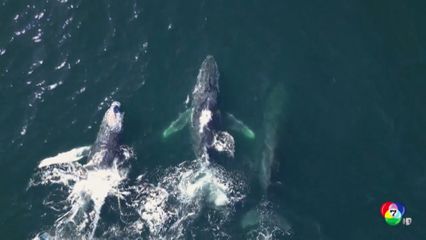 ฤดูชมวาฬในบราซิล กระตุ้นการท่องเที่ยวเชิงนิเวศ