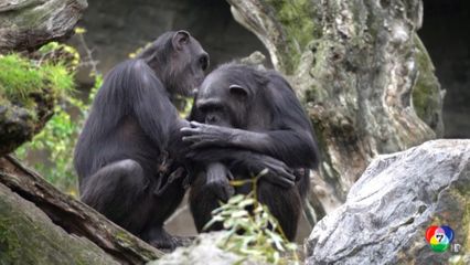 ลิงชิมแปนซีอุ้มลูกน้อยที่ตายแล้ว 3 เดือน