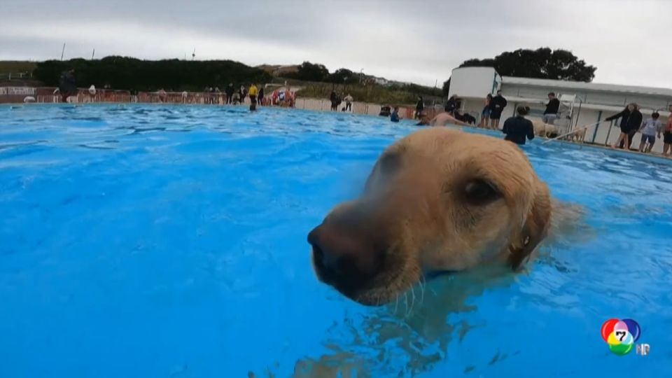 สระว่ายน้ำกลางแจ้ง สวรรค์ของสุนัขในสหราชอาณาจักร