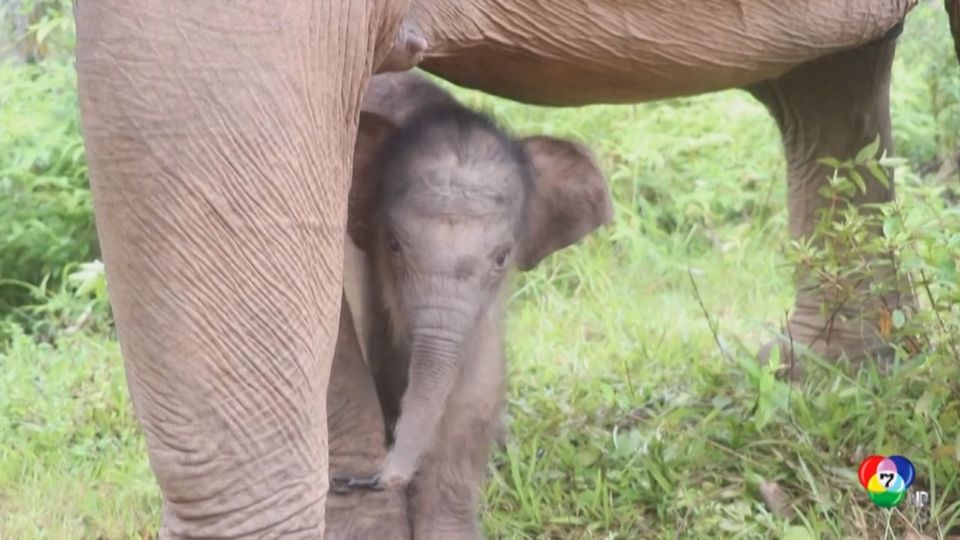 ลูกช้างสุมาตราเกิดใหม่ ที่อินโดนีเซีย
