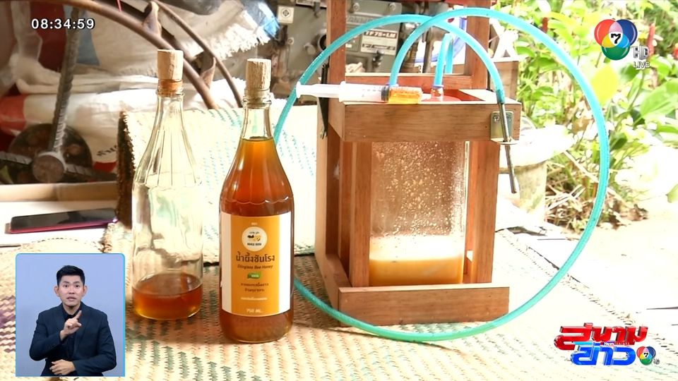 ปักหมุดของดีทั่วไทย : น้ำผึ้งชันโรง ผลวิจัยเข้มข้นจากเกสรดอกเสม็ดขาว ต้านโรคมะเร็ง-อัลซไฮเมอร์ จ.นราธิวาส