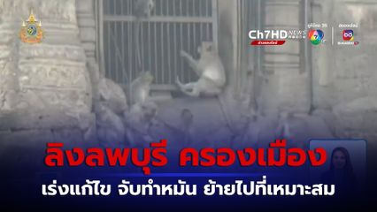 Green Report : ลิงลพบุรี ปัญหามีทางออก ?