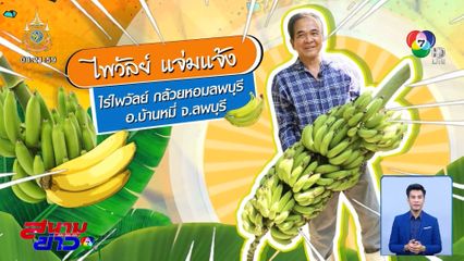 ตะลุยต่อยอด : กล้วยหอมลพบุรี ปลูก 3 ไร่ รายได้ 1 ล้านบาท