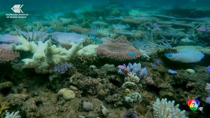 องค์การ NOAA เตือนปะการังทั่วโลกกำลังเกิดภาวะฟอกขาว