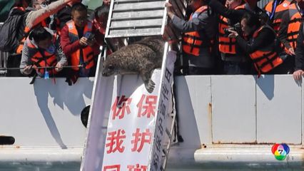 จีนปล่อยแมวน้ำลายจุด 10 ตัวกลับลงสู่ธรรมชาติ