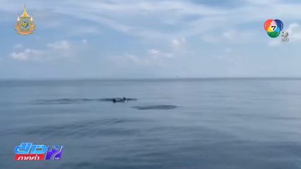 นักท่องเที่ยวตื่นเต้น ฝูงวาฬเพชฌฆาตดำ ล่าหาอาหาร