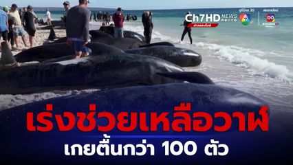 วาฬเกยตื้นกว่า 100 ตัว ตายแล้ว 26 เจ้าหน้าที่เร่งช่วยเหลือ