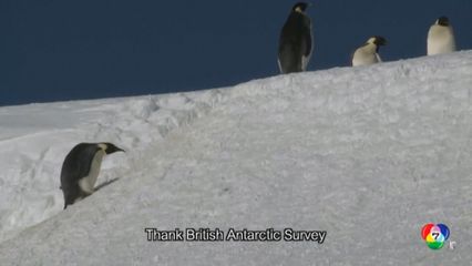น้ำแข็งในทะเลต่ำเป็นประวัติการณ์ ทำให้เพนกวินจักรพรรดิขยายพันธุ์ล้มเหลว