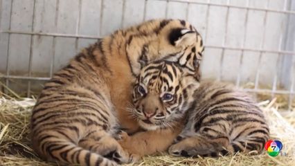 สวนสัตว์ฝรั่งเศสเปิดตัวสมาชิกใหม่ ลูกเสือโคร่งสุมาตรา