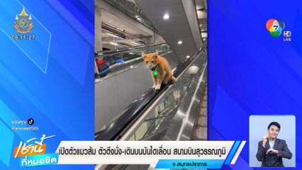 เปิดตัวแมวส้มตัวตึง นั่ง-เดินบนบันไดเลื่อน สนามบินสุวรรณภูมิ