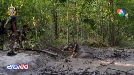ช่วยลูกช้างป่าตกบ่อโคลน อุทยานฯ ทับลาน