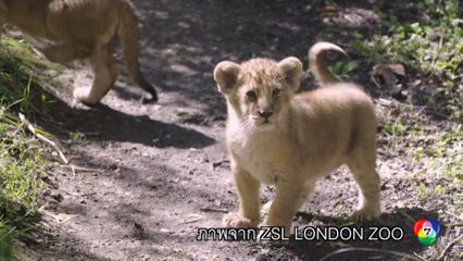 สวนสัตว์ลอนดอน เปิดตัวลูกสิงโตอินเดียครั้งแรก