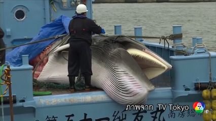 ญี่ปุ่นจ่อเพิ่ม วาฬฟิน ในบัญชีล่าวาฬเชิงพาณิชย์ได้